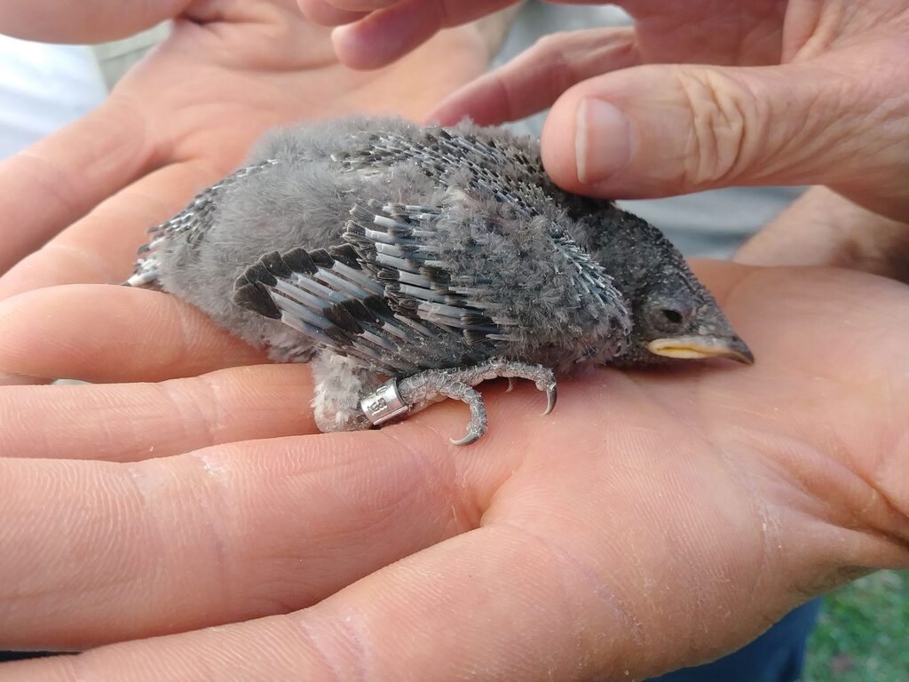 A baby purple martin lying in someone's hand