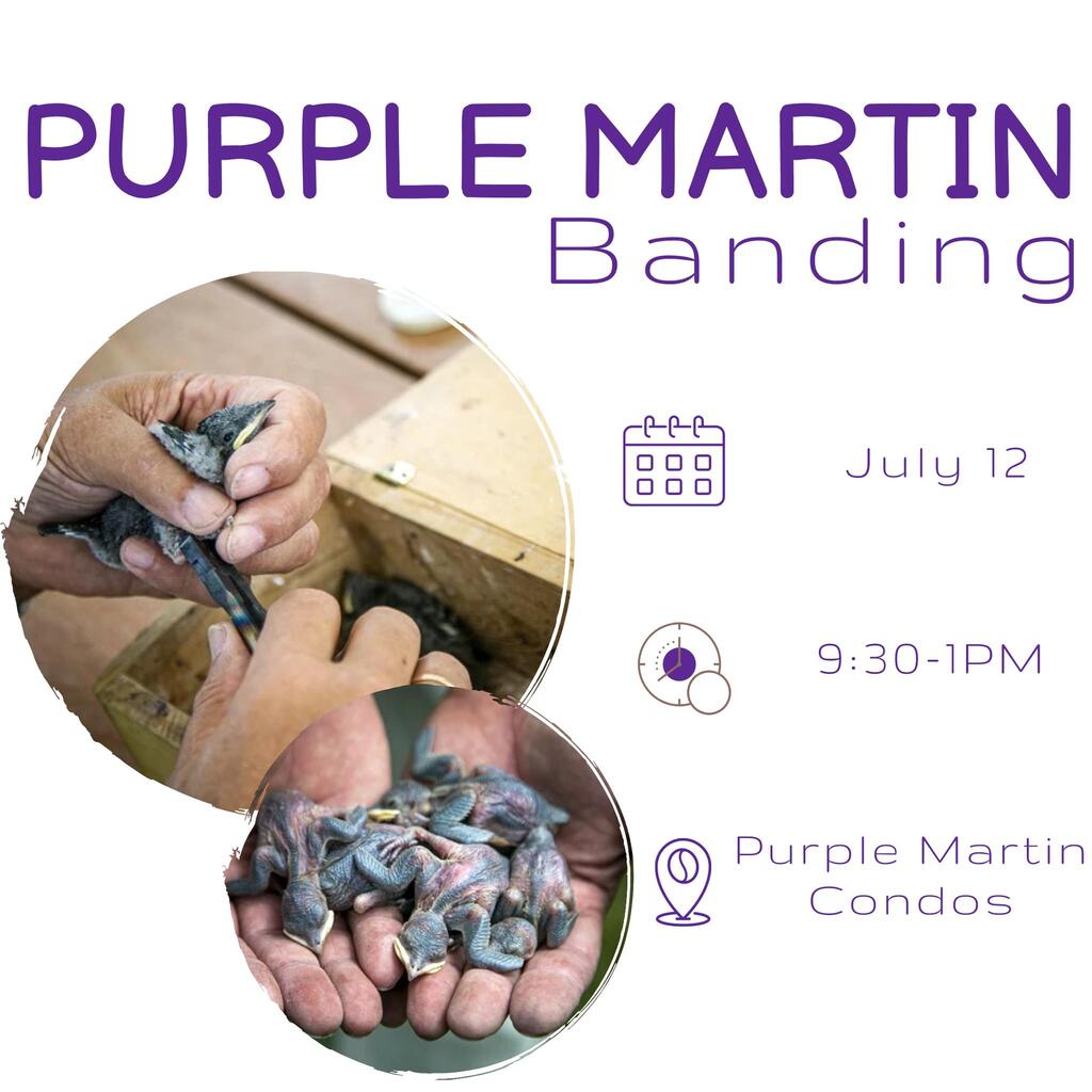 Graphic of Purple Martin Banding